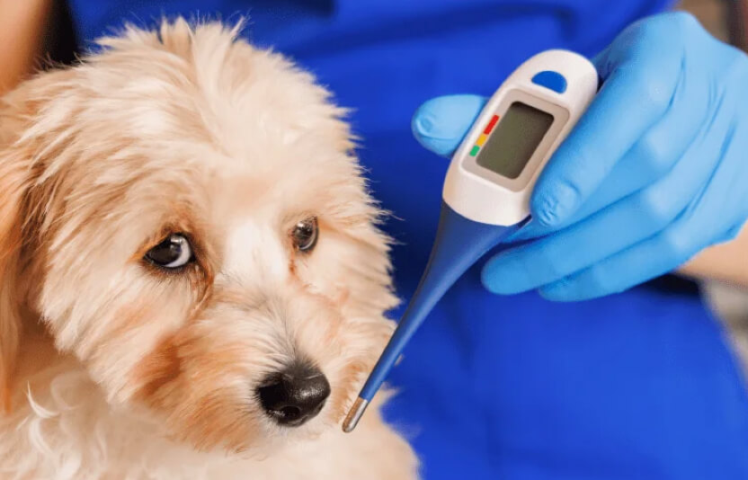 ветеринар измеряет температуру у собаки